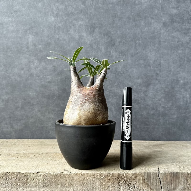 希少 チビグラキリス 現地球 発根済 発根済】【現地球】パキポディウム