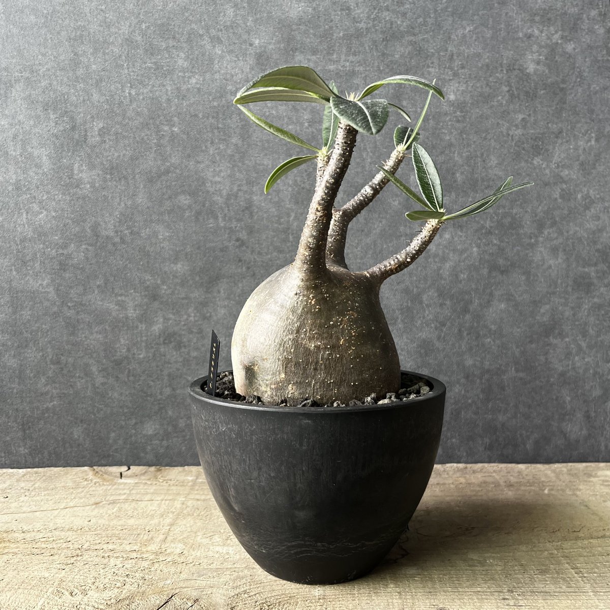 パキポディウム グラキリス 現地球 発根済み 塊根植物 多肉 【公式通販】