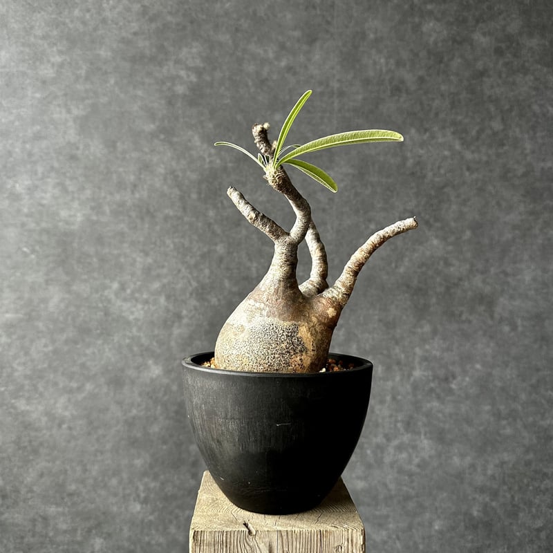 パキポディウム グラキリス【L】現地球/発根済 PGL-12 | Laule'a PLANTS