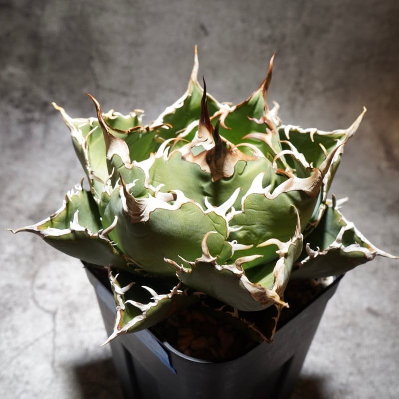 アガベ 白鯨 大株 | AGA BASE 330
