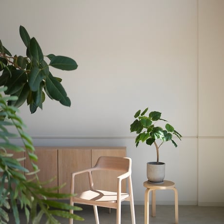 フィカスウンベラータ | STORES