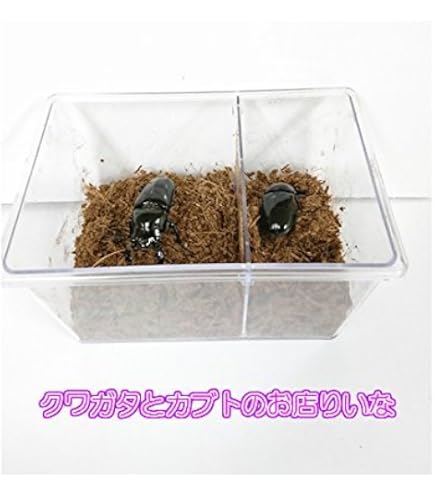 Amazon.co.jp: 【6個セット】【EXCEED CRAFT】LEVIN-G3500 3500cc