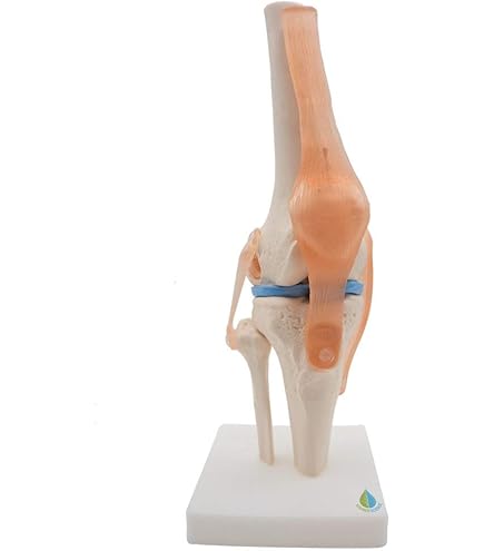 Amazon.co.jp: 膝関節機能模型(ドイツ ソムソ社製) : 産業・研究開発用品