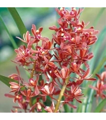 Amazon.co.jp: シンビジューム：フォアゴットンフルーツ4号ポット[蜜蜂