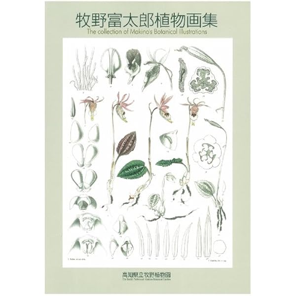 原色牧野日本植物図鑑 1 (コンパクト版 1) | 牧野 富太郎 |本 | 通販