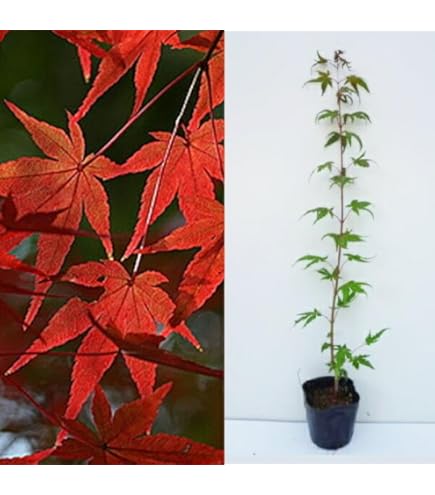 Amazon.co.jp: 苗/苗木 【5本セット】 イロハモミジ 樹高0.8m前後 10.5