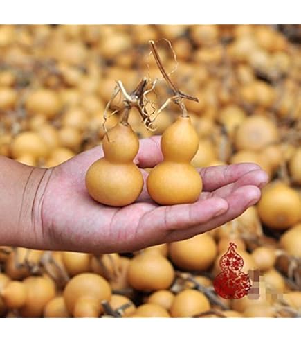 Amazon.co.jp: WellieSTR 20個の鉱山ナチュラルドライひょうたんボトル