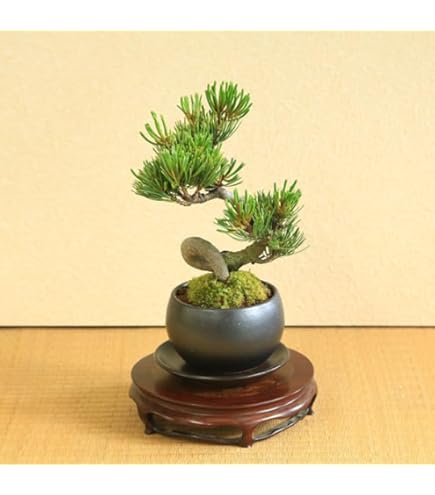 Amazon.co.jp: 那須五葉松 八房品種『那須娘』ミニ盆栽【泰寿園 Online