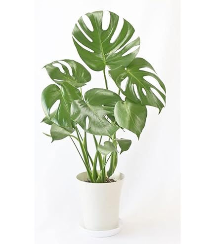Amazon.co.jp: モンステラ エスケレート7号 90センチ前後 : ホーム