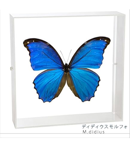 Amazon.co.jp: 蝶の標本 アナクシビアモルフォ Morpho anaxiBia