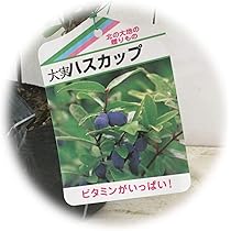 61Y3EAwFupL._AC_UL210_SR210,