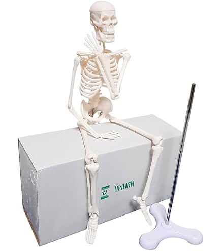 骨格模型をつくる 上肢モデル 1-4 デアゴスティーニ 非売品 小型人体