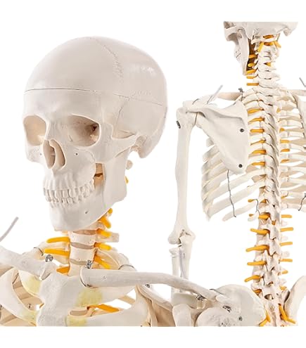 Amazon.co.jp: KIYOMARU 足部解剖模型 10パーツ 等身大 軟部組織付き