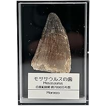 Amazon | つくしサイエンス アンモナイト化石 オルソスフィンクテス