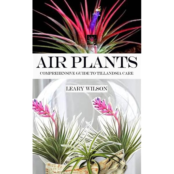 Amazon | Air Plants: The Curious World of Tillandsias | Sengo
