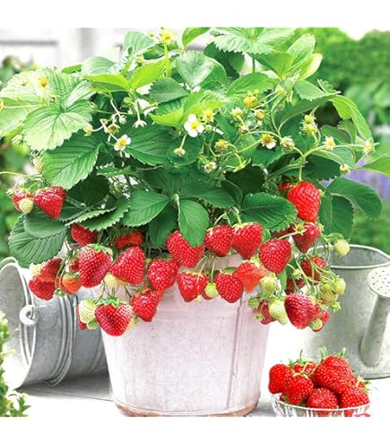 Amazon.co.jp: ラズベリー苗 Tulameen（トゥラミーン）新苗 : DIY