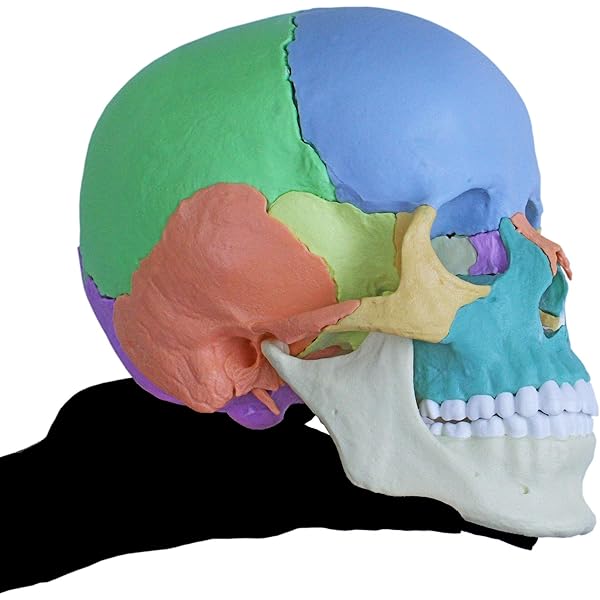 オステオパシ-臨床マニュアル | アラン・スタッダード, 貴雄, 中川