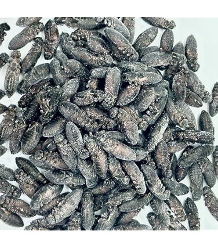 Amazon | 【邑楽ファーム】【クール便発送】冷凍クロコオロギ メガL