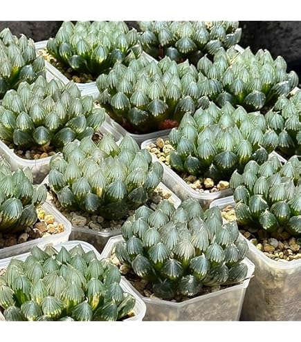 Amazon｜多肉植物 ハオルチア ピクタ錦 極上斑 大株｜観葉植物