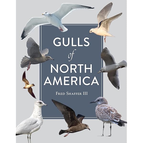 Gulls of Europe@ Asia and North America (Helm Identification
