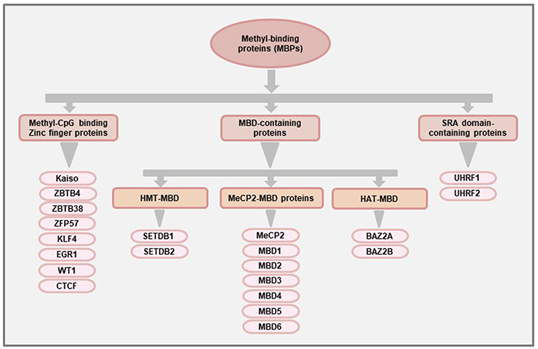 Frontiers | DNA Methylation Readers and Cancer: Mechanistic and