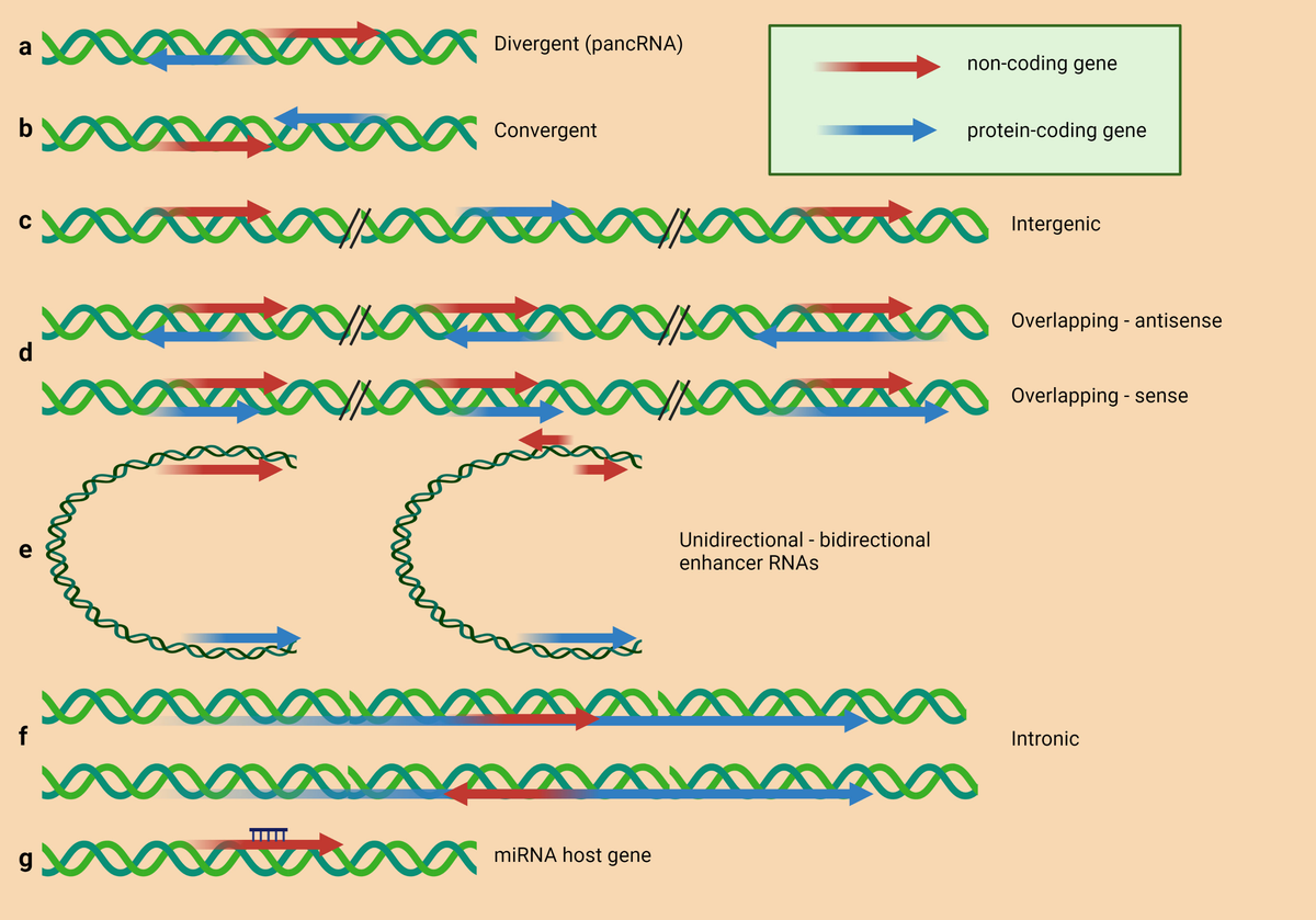 Frontiers | Emerging role of lncRNAs in drug resistance mechanisms