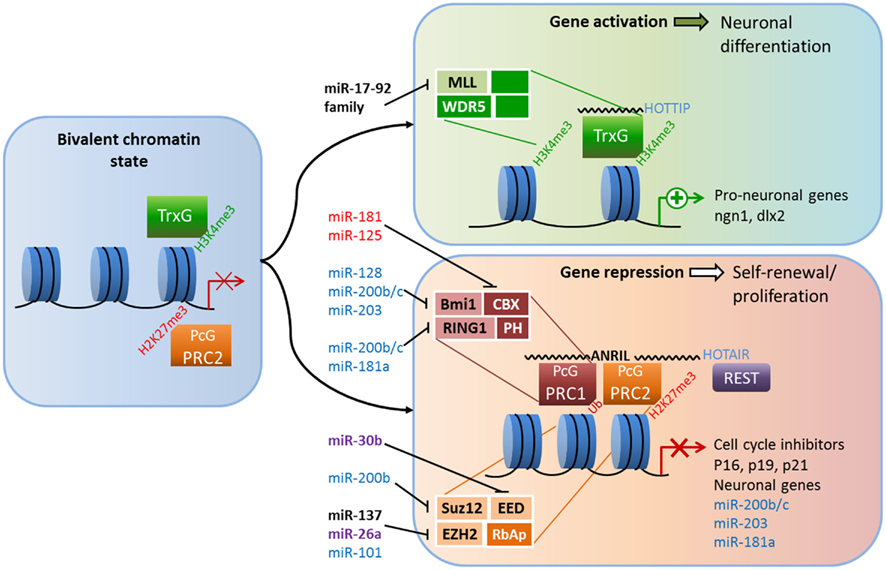 Frontiers | Crosstalk among Epigenetic Pathways Regulates Neurogenesis