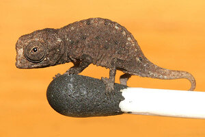 World's tiniest chameleon: How did it get so small? - CSMonitor.com