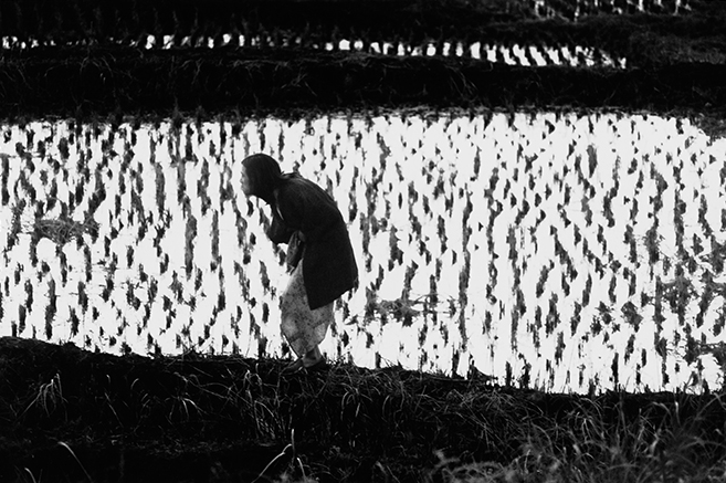 細江英公 「鎌鼬」 （タカ・イシイギャラリー フォトグラフィー