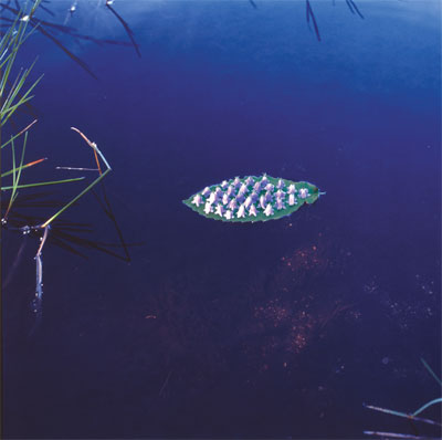 ニルス・ウド 「Towards Nature」 （kaneko art gallery） ｜Tokyo Art