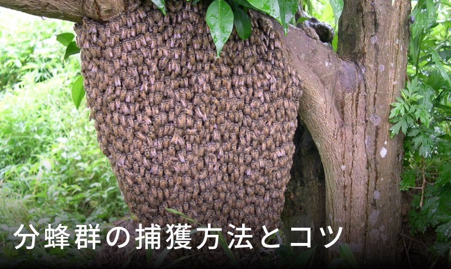 ニホンミツバチの分蜂群の捕獲方法｜初心者でも成功率を上げる6つのコツ