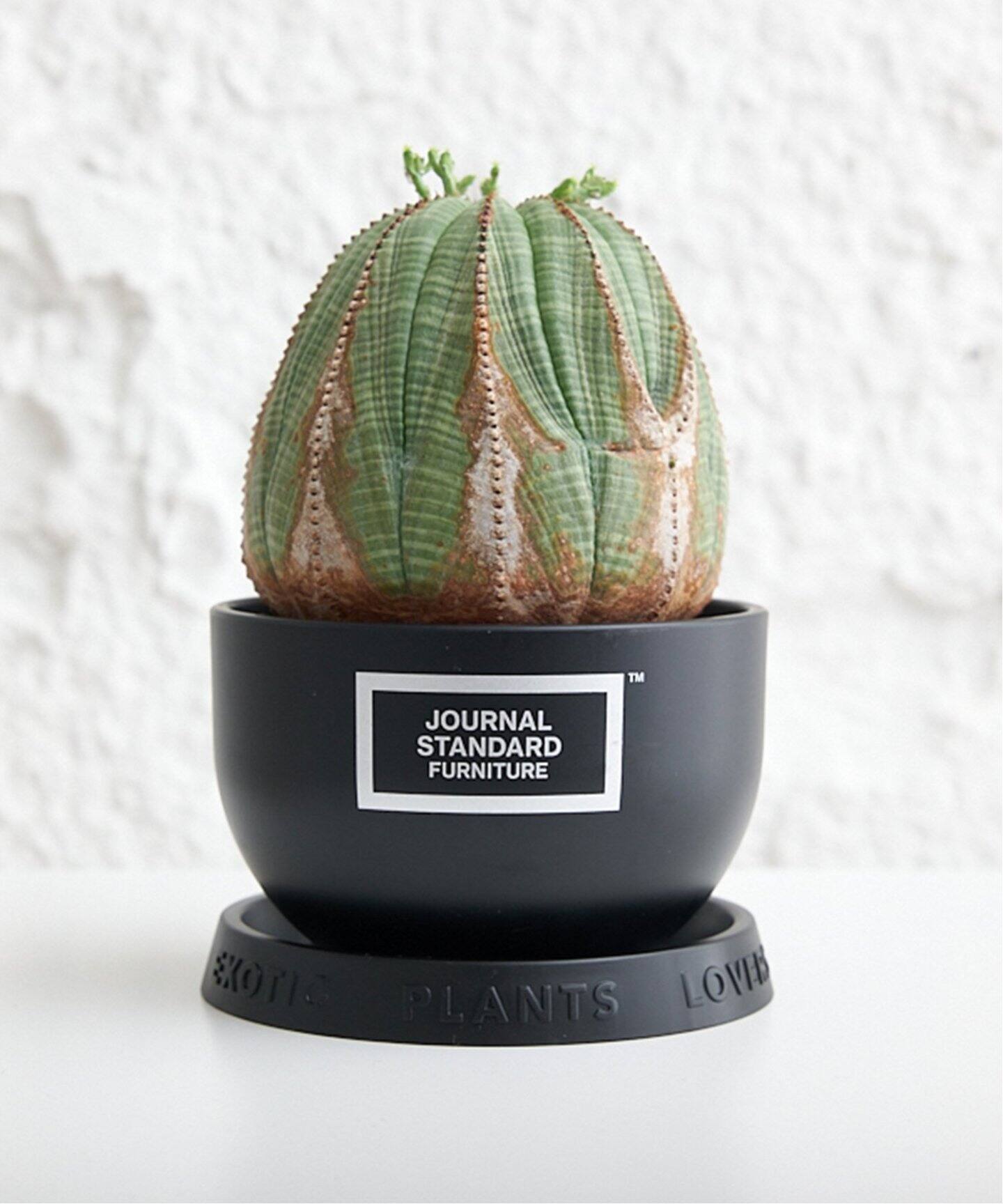 BOTANIZE×JSF /ボタナイズ】 PLA POT SET 植物用 ポット セット