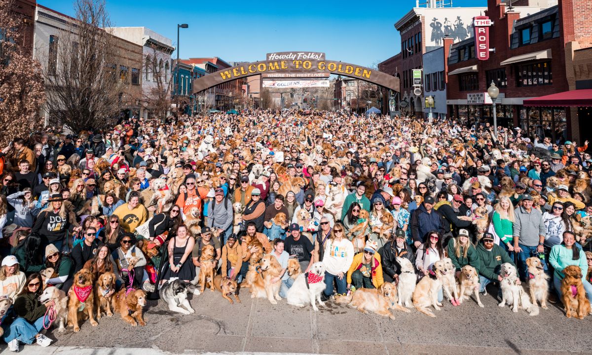 ゴールデンレトリバー5500匹、米ゴールデン市に大集結！ 冬場の町