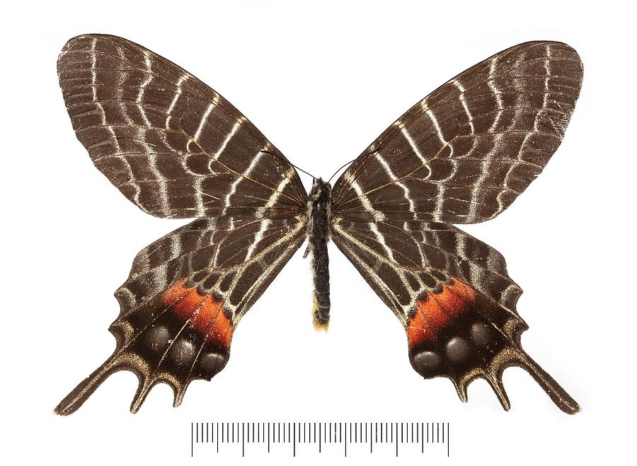 ブータンの蝶類 : Butterflies of Bhutan ブータンの蝶類