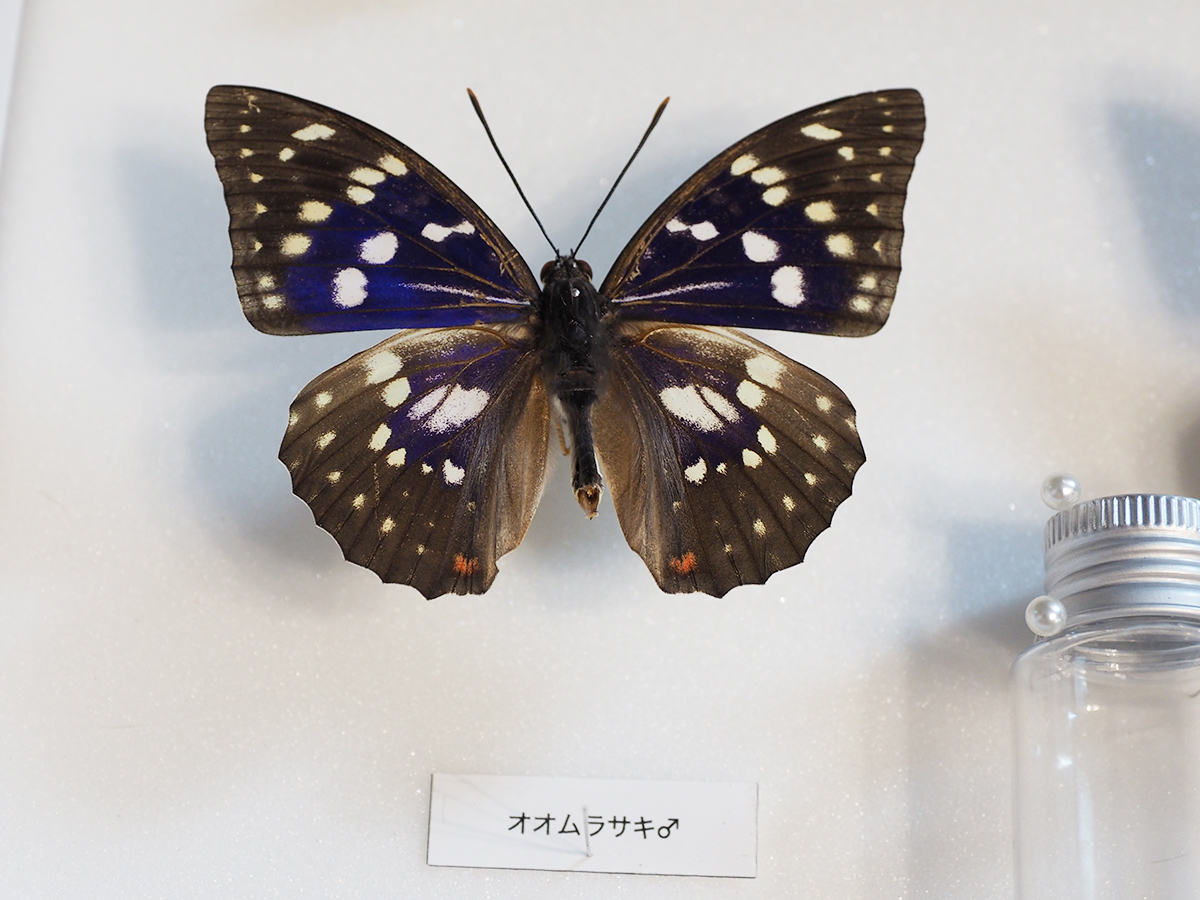 紀美野の「むし展～かわひらこ～」に展示される日本の国蝶