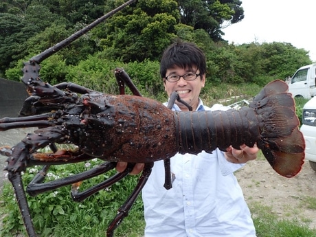 2.33キログラムの巨大伊勢エビ」日本記録更新 伊勢志摩の海に - 伊勢