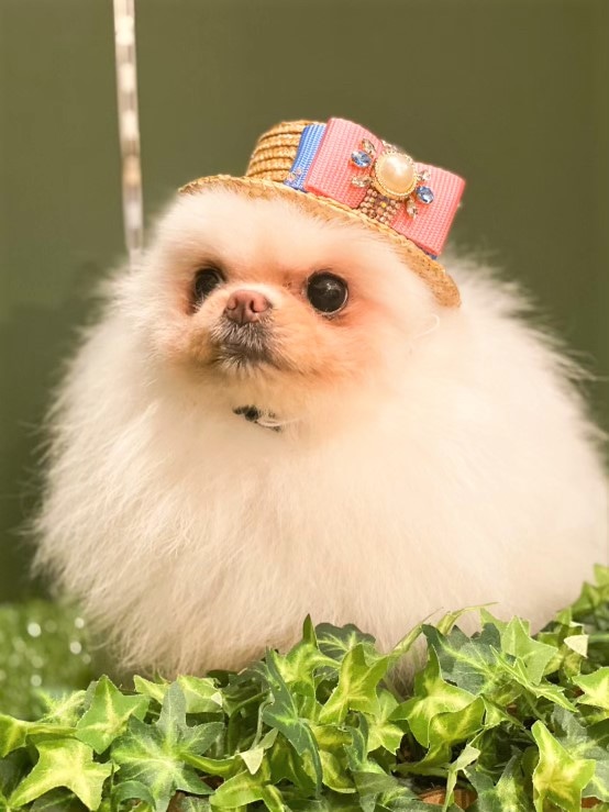 犬用麦わら帽子をかぶった犬「ソノコちゃん」 - 春日部経済新聞