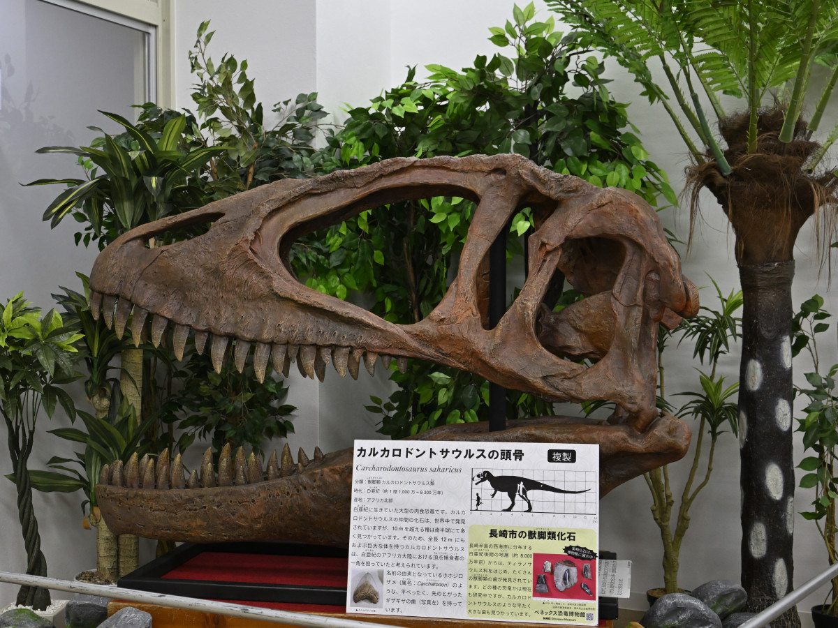カルカロドントサウルスの頭骨の化石のレプリカも展示 - 長崎経済新聞