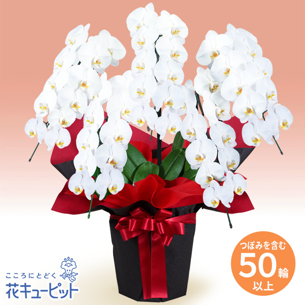 胡蝶蘭 5本立（つぼみを含む50輪以上）赤系ラッピング - 開店祝い