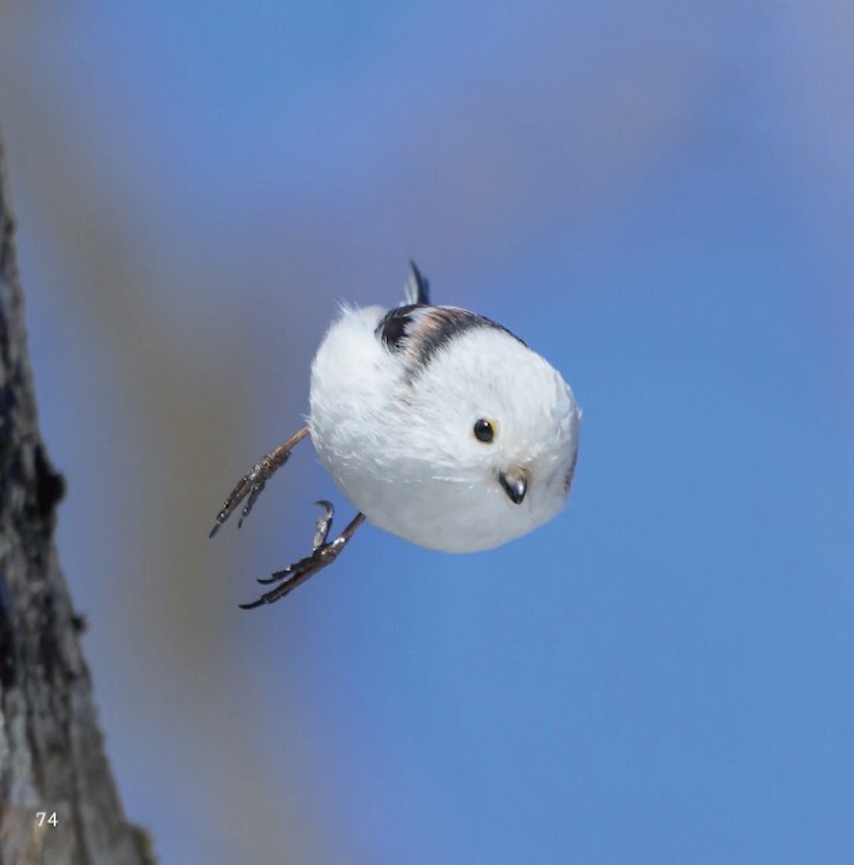 シマエナガの躍動的な姿を収めた写真集『ロケットシマエナガ』12月23日