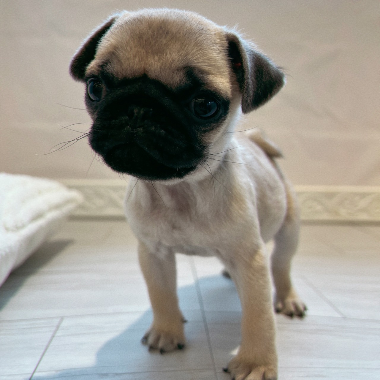 ぽってりお腹がとっても可愛いパグちゃん💗 犬の家＆猫の里春日井店