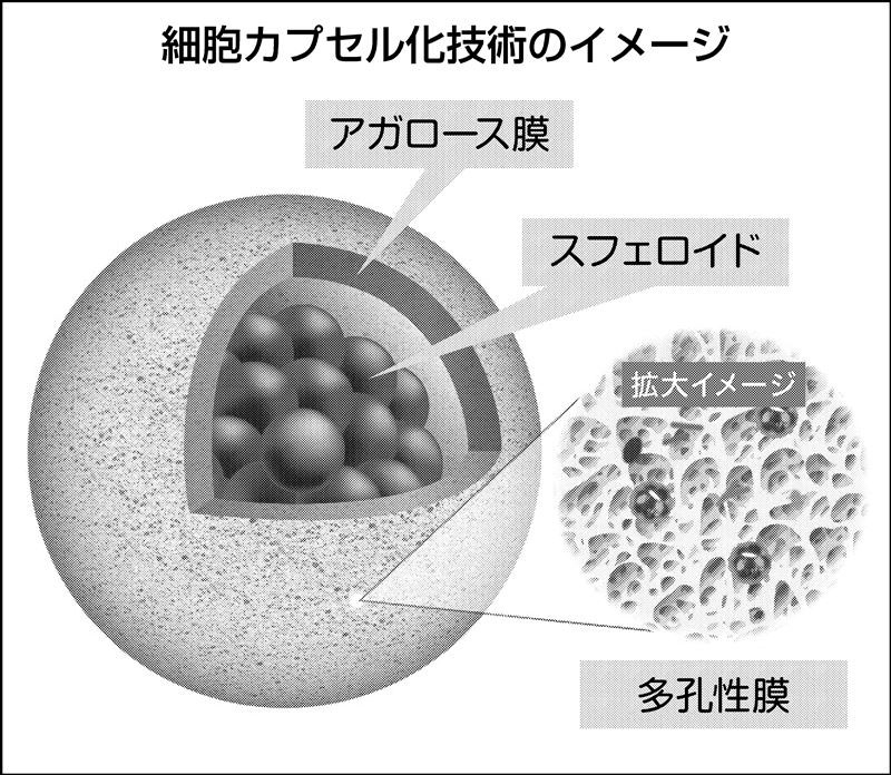 生きた細胞をカプセル化、東陽テクニカが開発した試薬の中身と展望