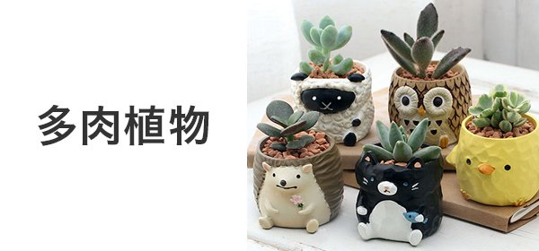 RainForest パルダリウムケージプロ PCP3045 30×30×45cm カエル ケージ