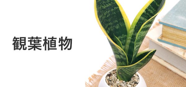 RainForest パルダリウムケージプロ PCP3045 30×30×45cm カエル ケージ