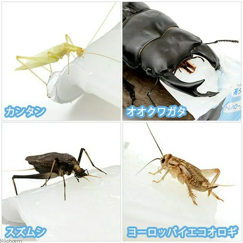 昆虫ゼリー プロゼリー(16g 100個入り) カブトムシクワガタ用 高