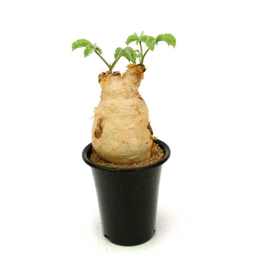 一点物 キフォステンマ ウター マクロプス 5号 現地株 キズ欠けあり 発