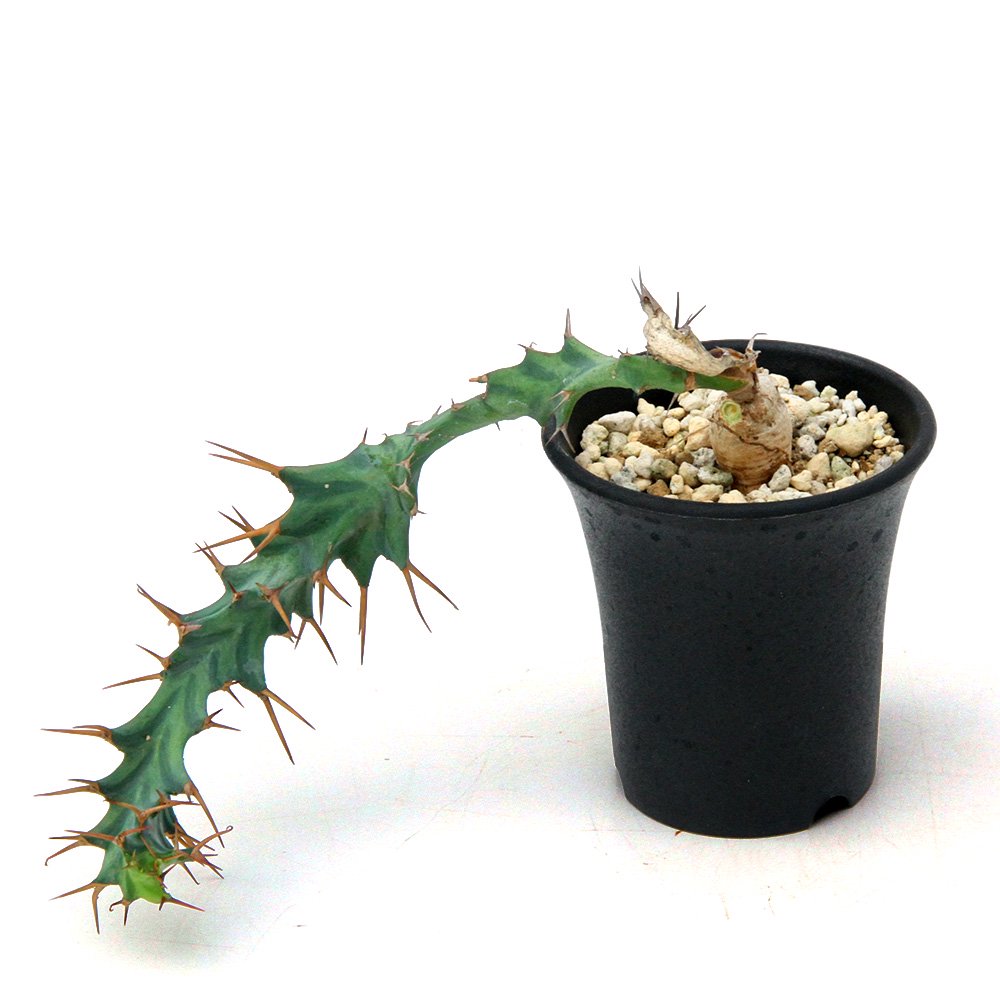 一点物 ユーフォルビア クラビゲラ 実生 2.5号(1鉢)コーデックス