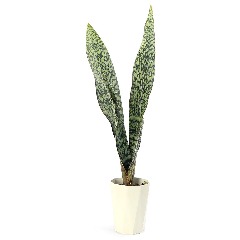 サンスベリア アブリティアナ 6号(1鉢) | チャーム