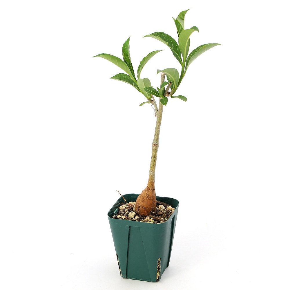 バオバブの木 アダンソニア ディギタータ 実生 3.5~4号(1ポット)秋~春