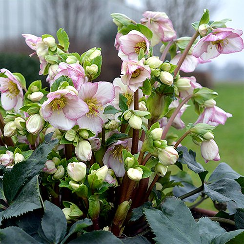 クリスマスローズ 氷の薔薇 ピコティ 5号(1鉢) | チャーム